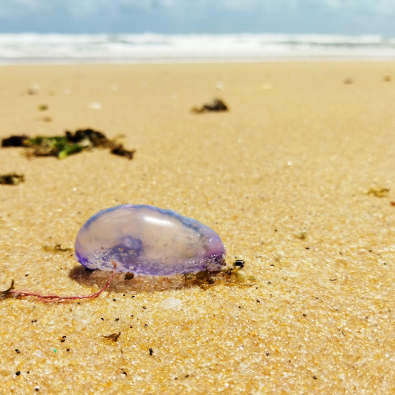 Jellyfish on an Empty Beach