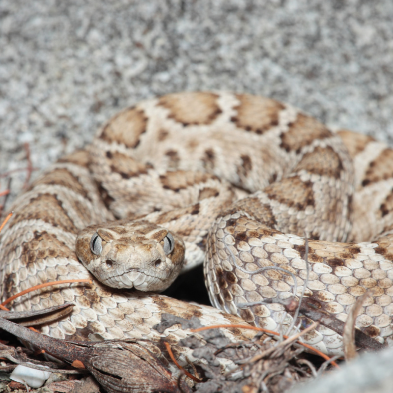 Rattleless Rattlesnake (Crotalus catalinensis), Isla Santa Catalina, Baja California Sur, Mexico