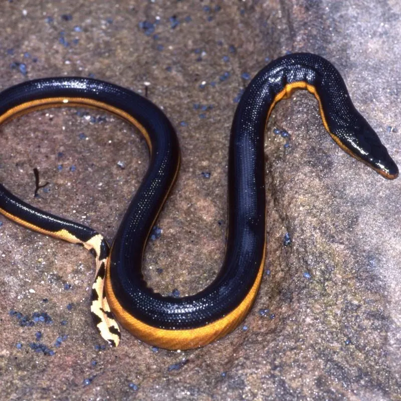 Yellow Sea Snake