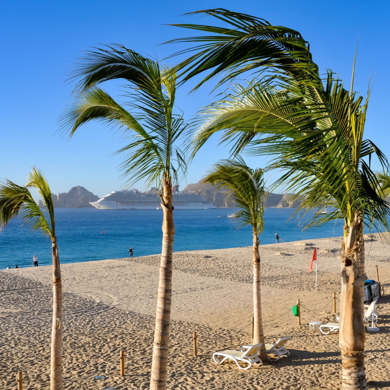 palm trees on beach in los cabos