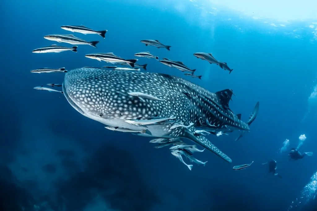 Whale shark swimming in the waters off of La Paz