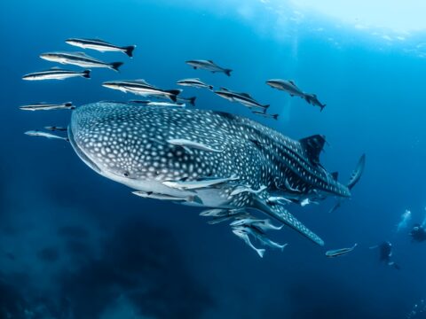 Whale shark swimming in the waters off of La Paz