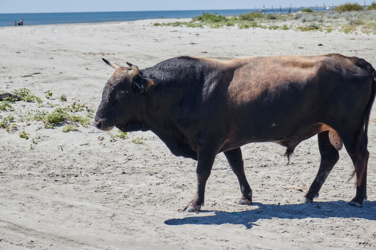 Black Bull on a Beach