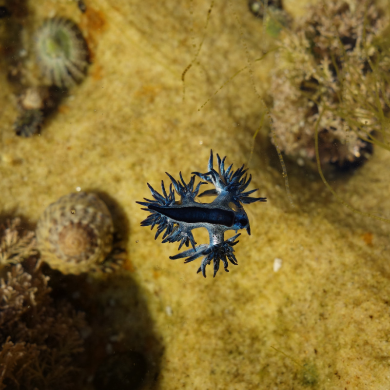 Blue Dragon Sea Slug Floating in Clear Water