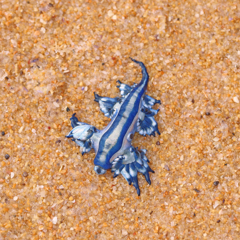 Close-Up of a Blue Dragon Sea Slug