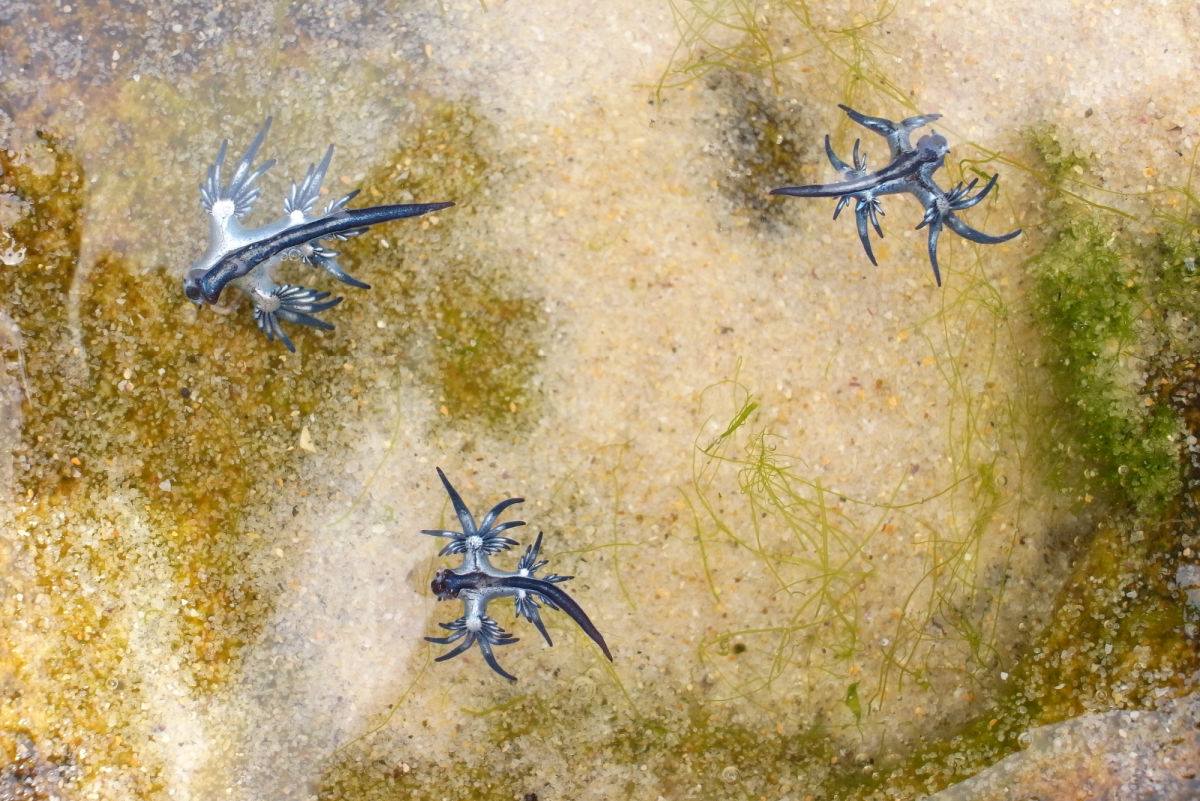 Dangerous Blue Dragon Sea Slugs in the Water