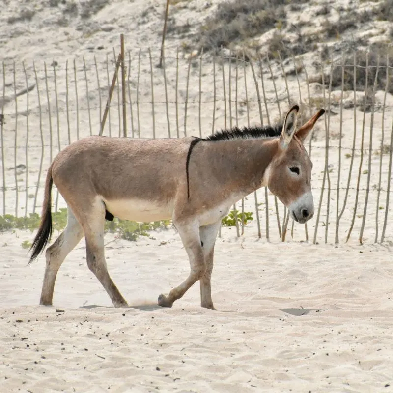 Donkey on the beach in Baja California