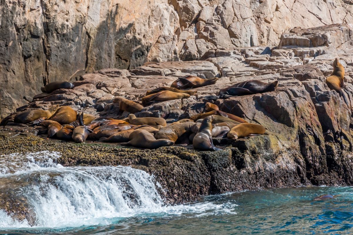 A small colony of California Sea lions sun themselves on rocks by Cabo San Lucas.