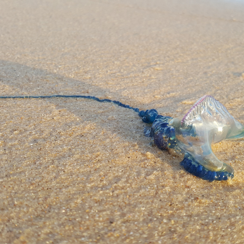 Long Tentacle on a Man O' War