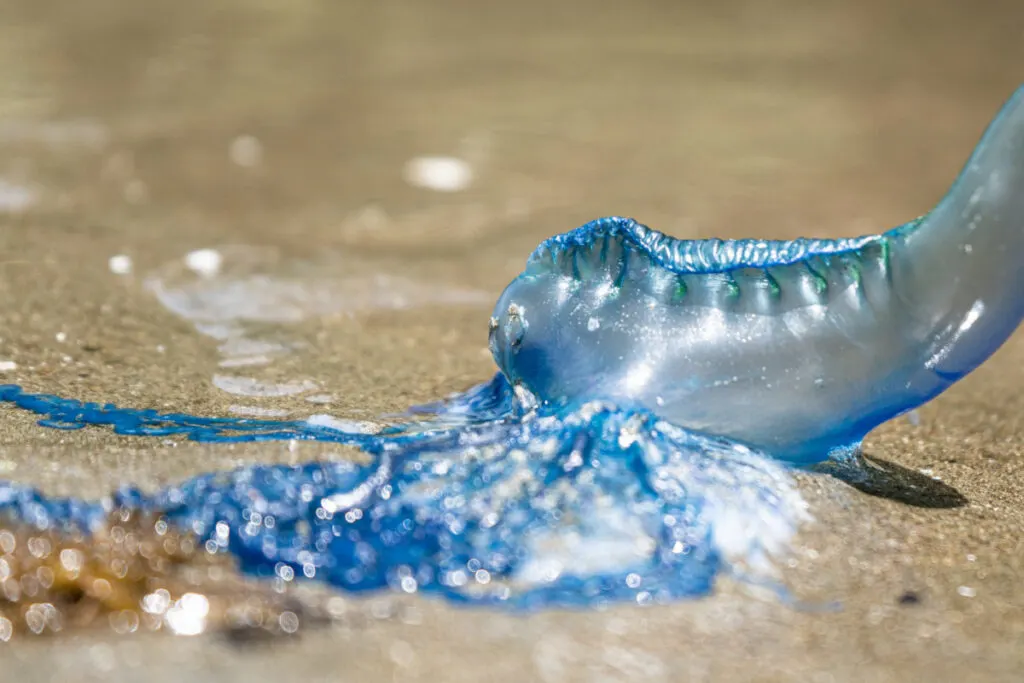 Man O' War in the Sand on a Beach