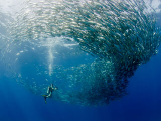 Scuba Diver in Cabo Pulmo Netional Park