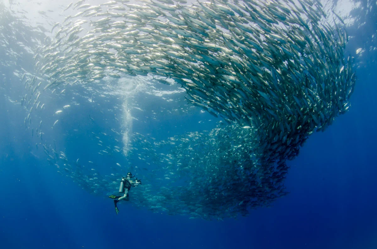 Scuba Diver in Cabo Pulmo Netional Park