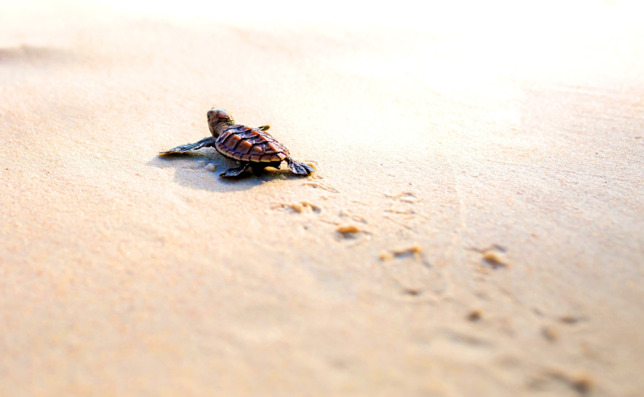 These 4 Los Cabos Resorts Offer Turtle Hatching Experiences This Summer