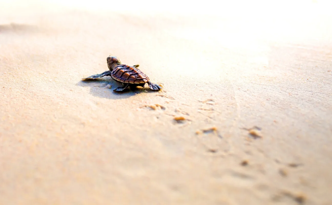 These 4 Los Cabos Resorts Offer Turtle Hatching Experiences This Summer