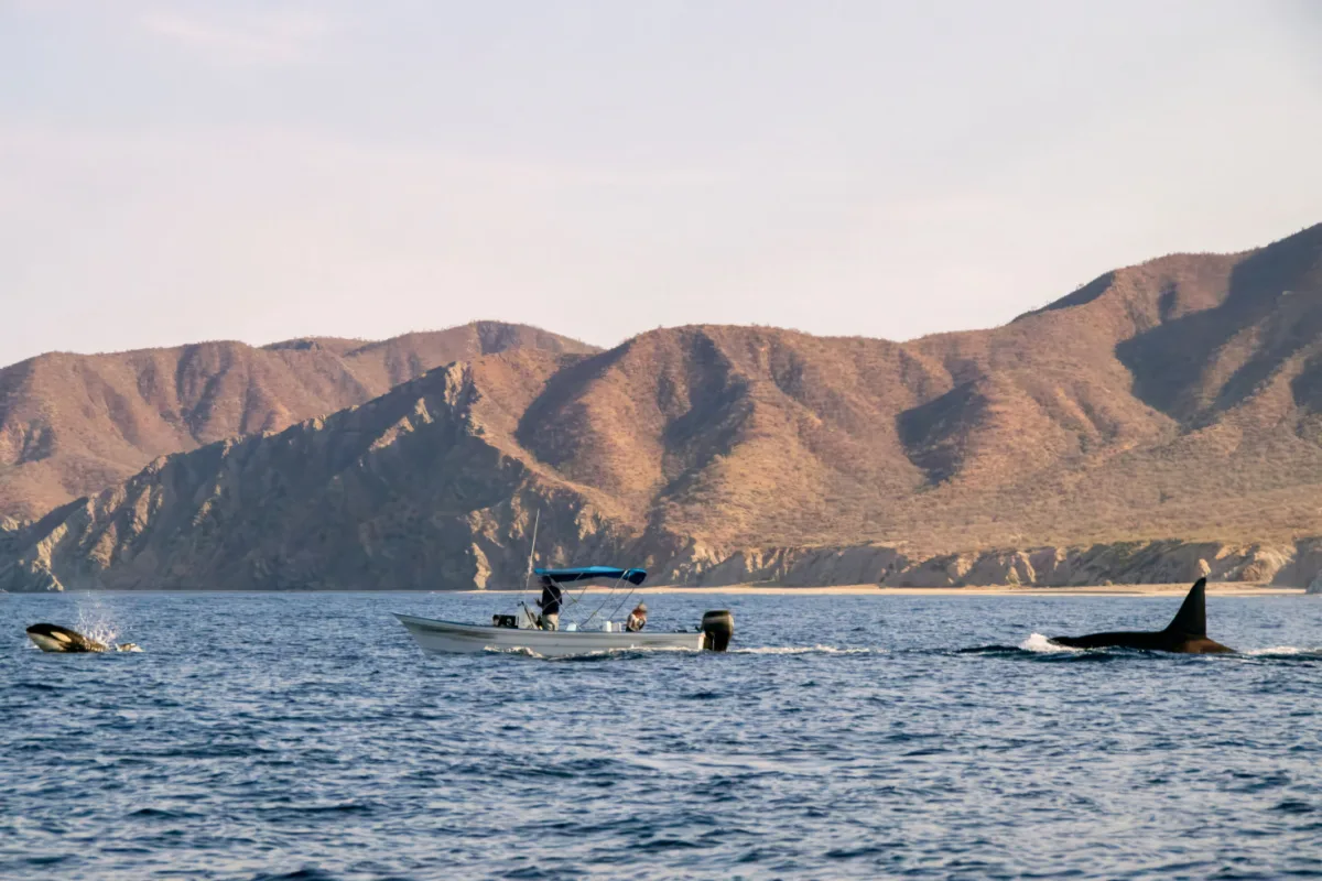 A pod of Killer Whales (Orcinus orca) near tourist boats in the Sea of Cortez, Mexico
