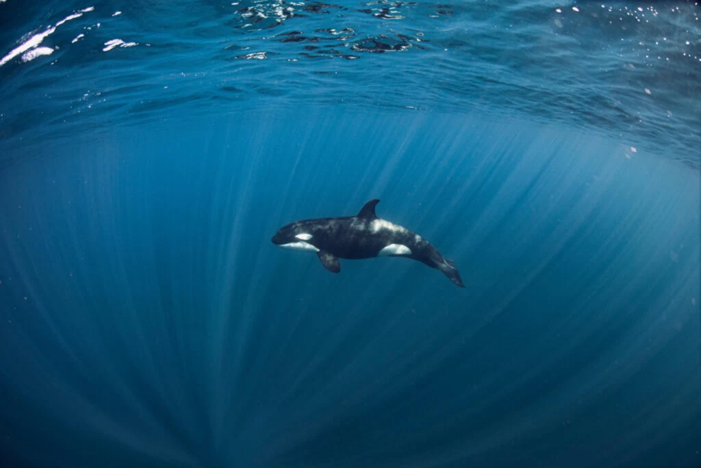 Killer whale,an amaizing cetacean in the ocean.