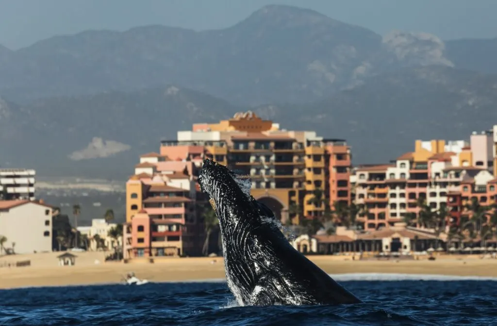 Humpback whale breach of beach in Los Cabos