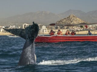 Humpback whale tour boat
