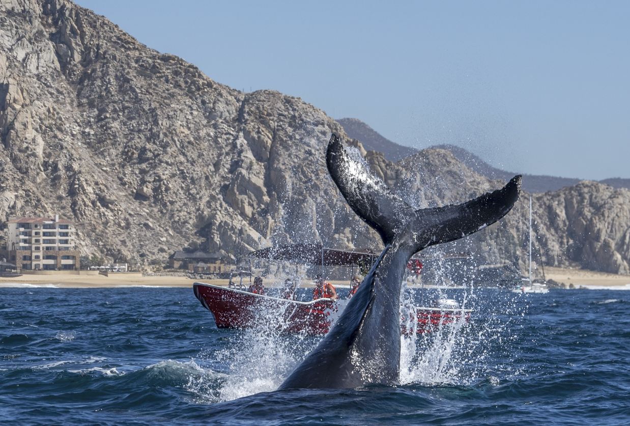 When Do the Whales Really Arrive In Los Cabos A Guide To The First Sightings Of The Season