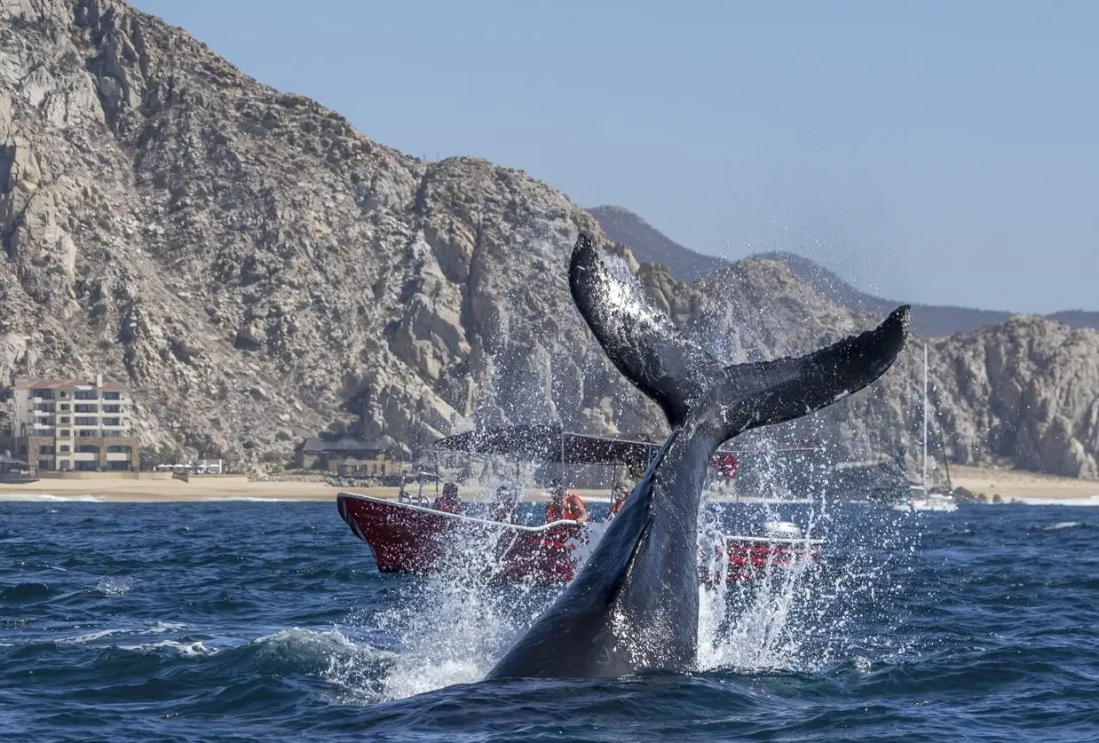 When Do the Whales Really Arrive In Los Cabos A Guide To The First Sightings Of The Season