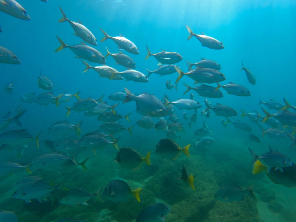 Fish in the ocean at Chileno beach in Los Cabos