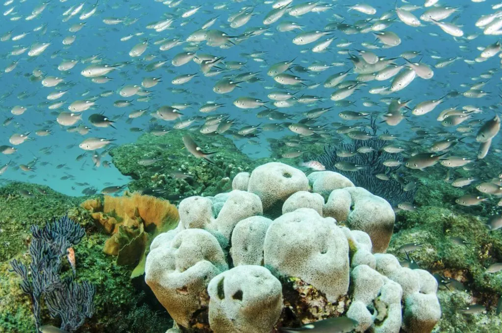 National Marine Park