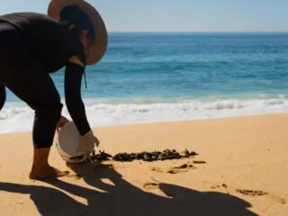 Woman releasing turtles at Hacienda del Mar Los Cabos