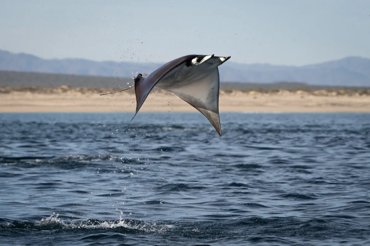 Mobula Ray Jumping in Baja California