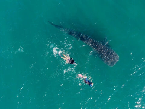 Whale Sharks, poeple snorkelling with them, La Paz