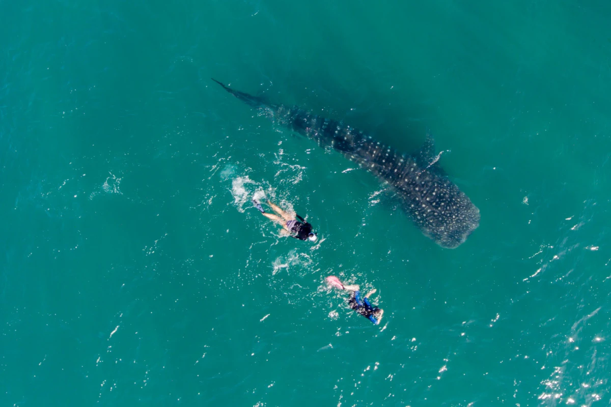 Whale Sharks, poeple snorkelling with them, La Paz