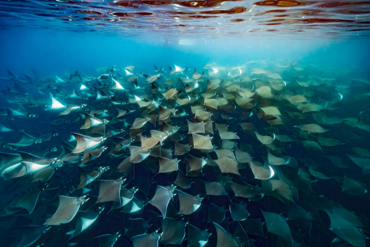 diving underwater with a Huge school of mobulas mobula munkiana in cortez sea ensenada de muertos baja de los sunos baja california sur Mexico close up