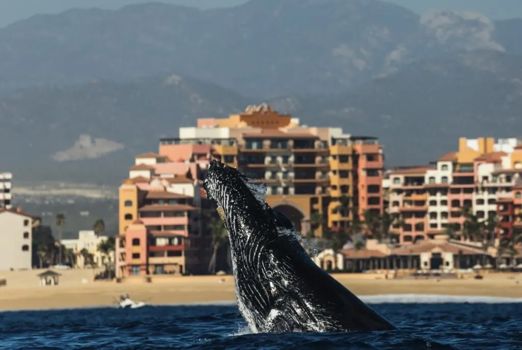 Can You Skip The Tour And Watch Whales From Your Resort In Cabo