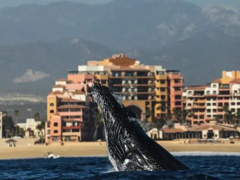 Can You Skip The Tour And Watch Whales From Your Resort In Cabo