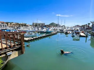 Sea Lion in the water at the Cabo Marina
