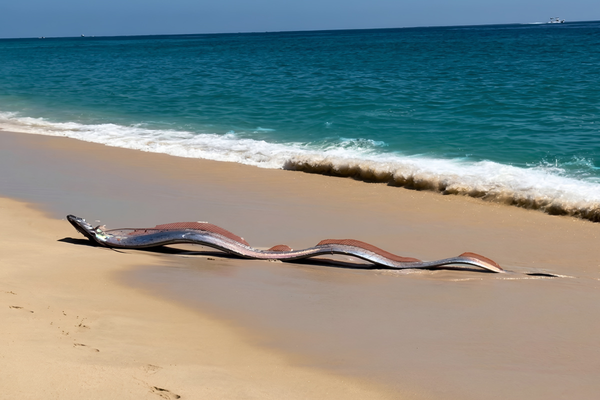 Oarfish on Los Cabos Beach