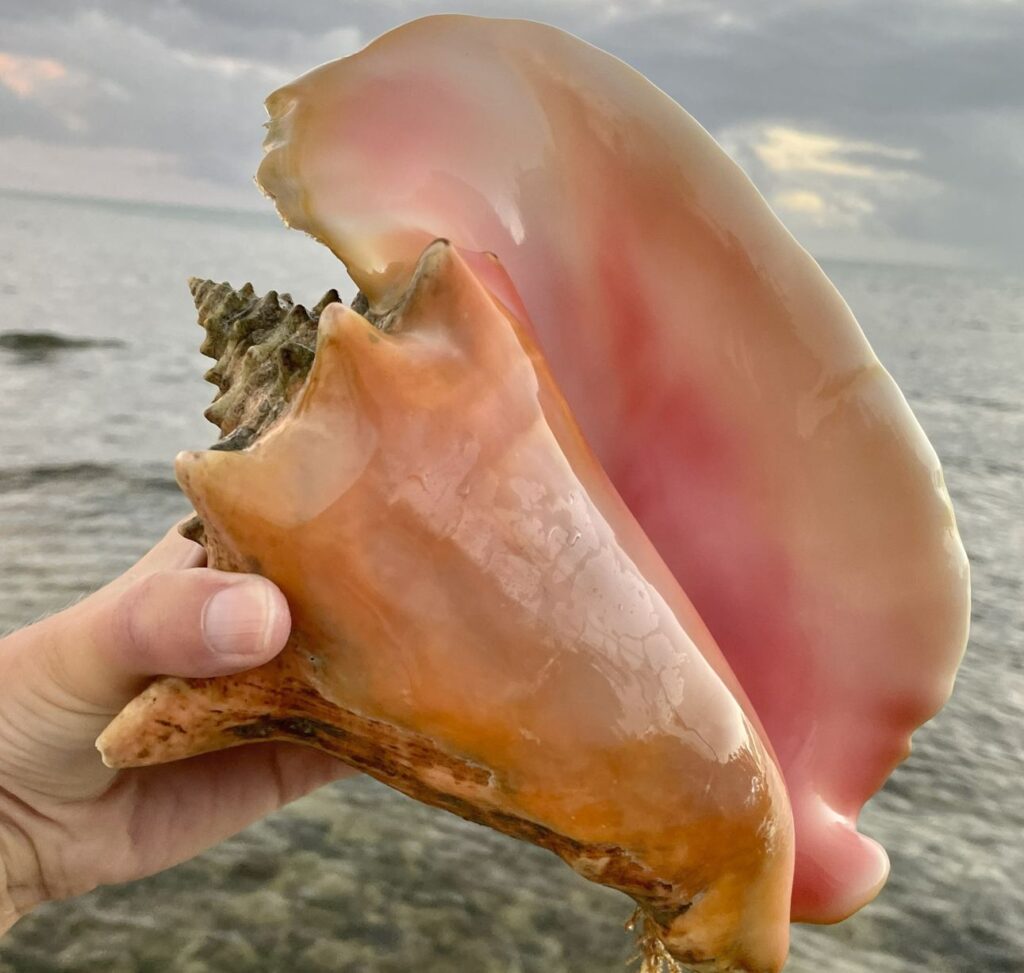 Queen Conch