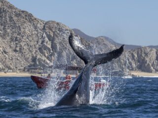 You Have One Month Left To Spot These 2 Types Of Whales In Los Cabos