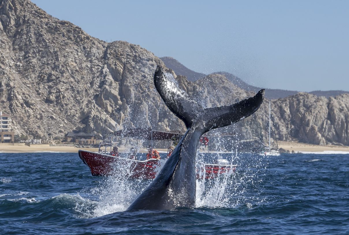 You Have One Month Left To Spot These 2 Types Of Whales In Los Cabos