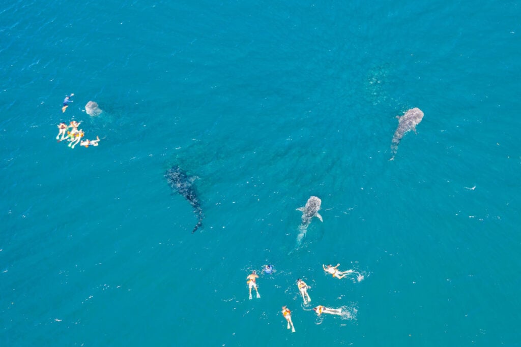 Aerial view of whale sharks in La Paz with tourists swimming