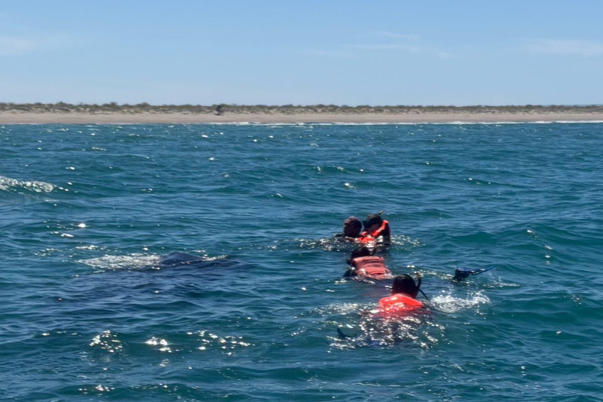 Tourists swimming with a whale shark in the bay of a la paz