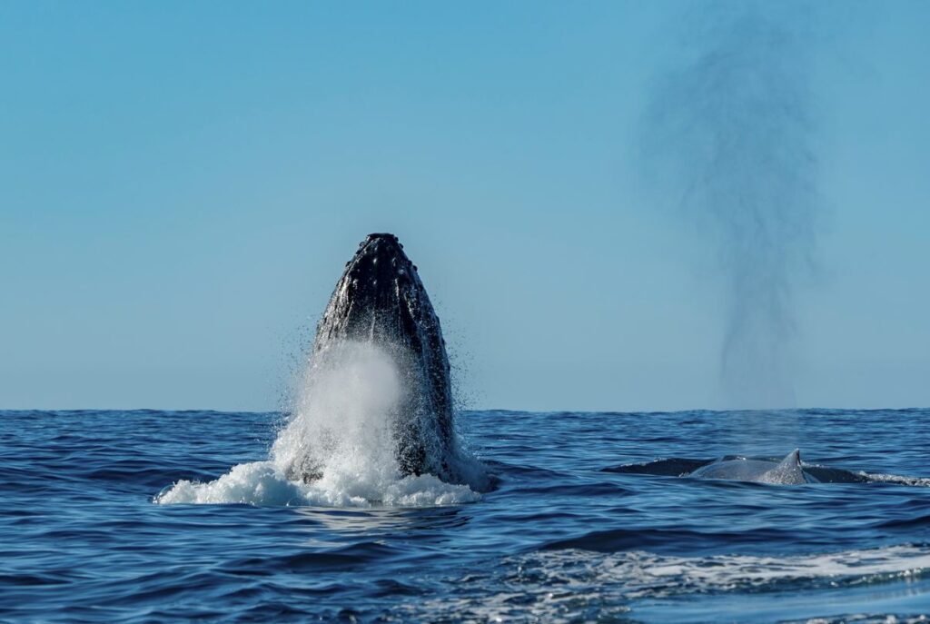 Whale Watching Comes To An End In Los Cabos 3 Things Travelers Need To Know