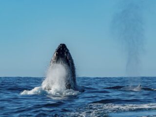 Whale Watching Comes To An End In Los Cabos 3 Things Travelers Need To Know