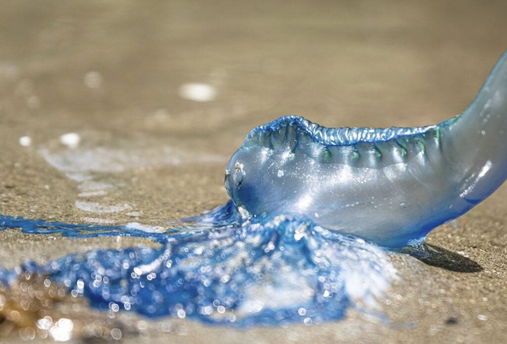 2 Tourists Stung By Jellyfish In Los Cabos Transferred To Hospital