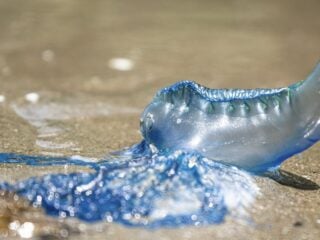 2 Tourists Stung By Jellyfish In Los Cabos Transferred To Hospital