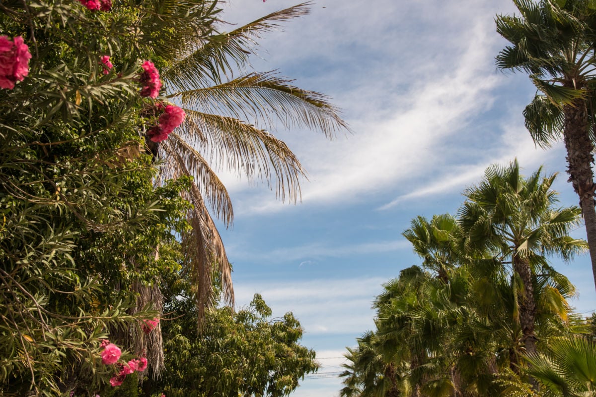 Beautiful Vegetation of Miraflores Mexican town