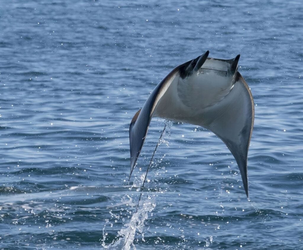 Mobula Rays