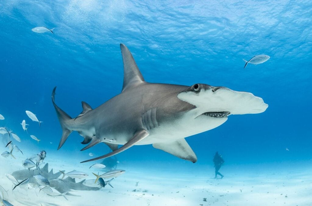 Hammerhead shark