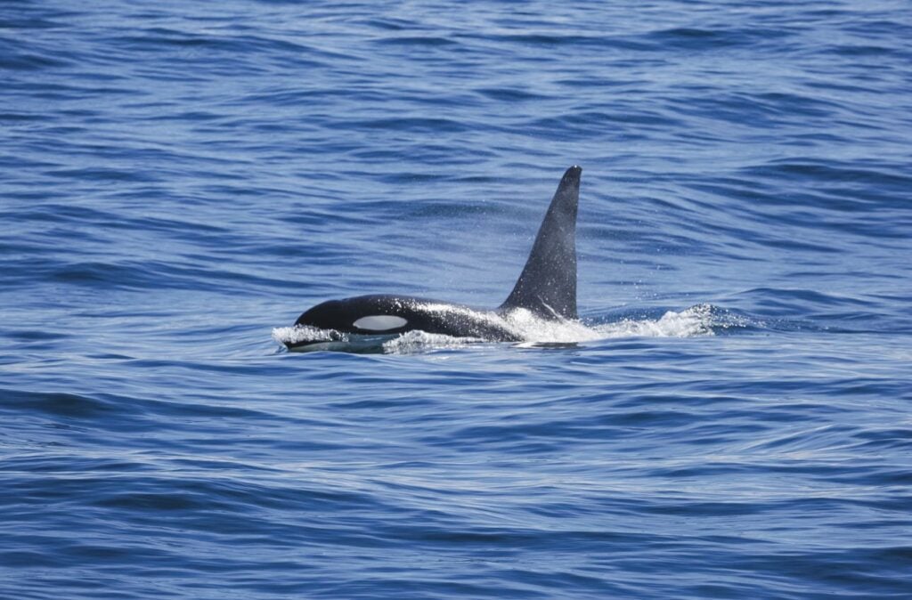 Swimming with orca