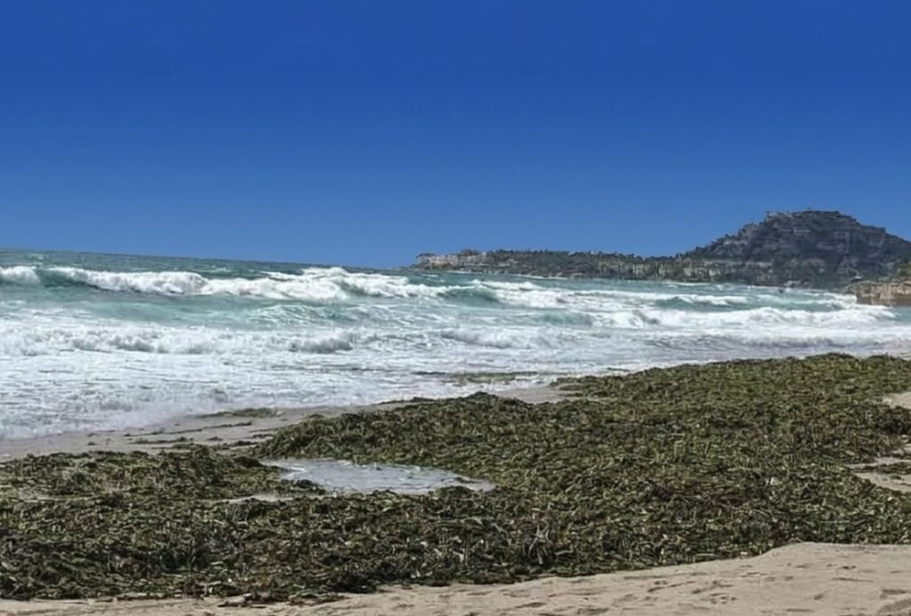 It&rsquo;s Not Sargassum 150 Tons of Dead Plants Blanket Los Cabos Beaches